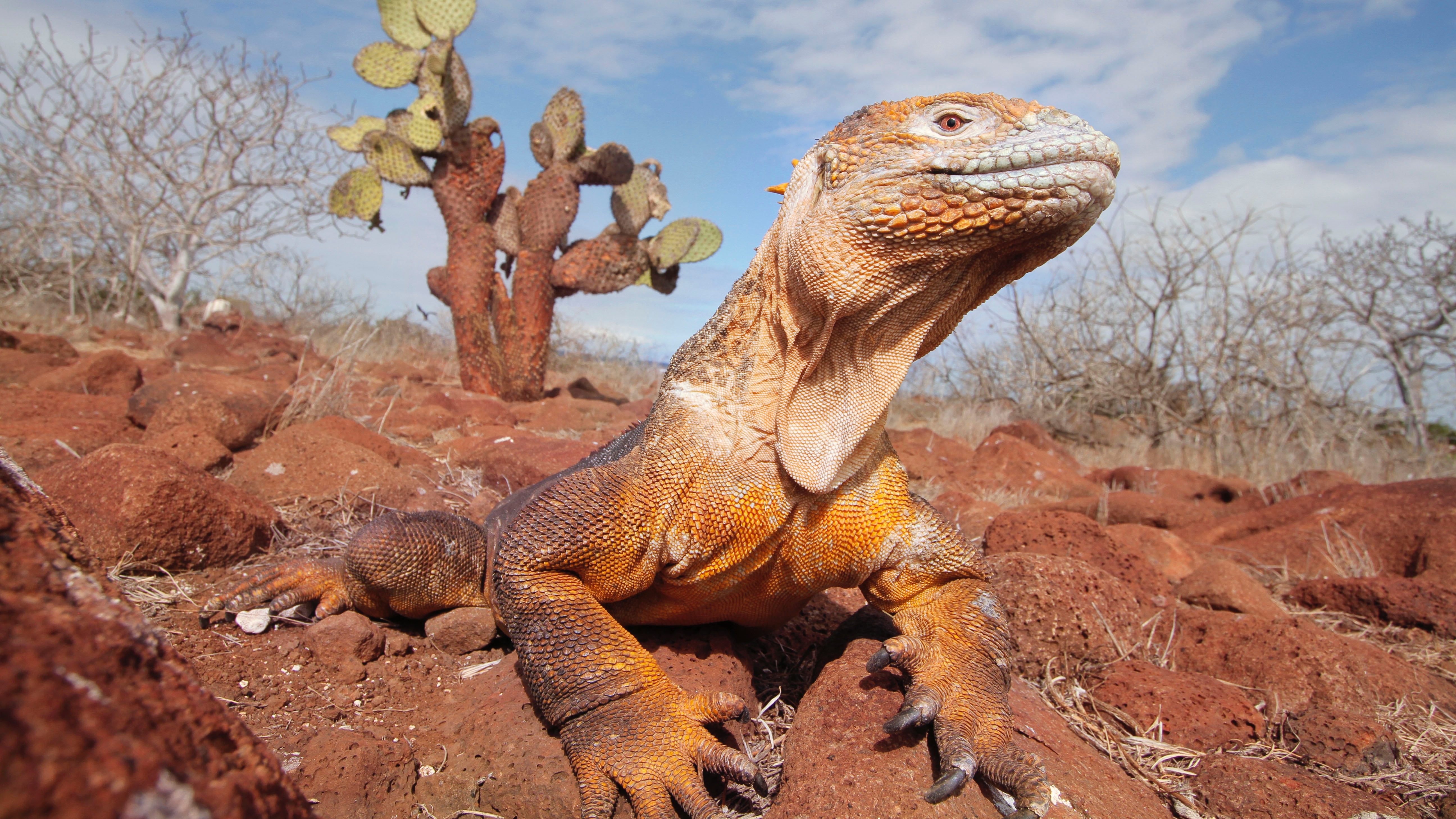 ECGPS Galapagos Islands brown komodo dragon Andres Medina.jpg